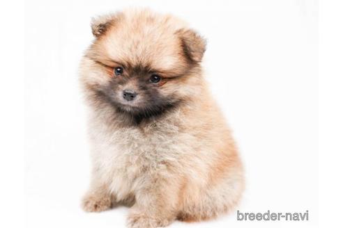 成約済の千葉県のポメラニアン-180633の2枚目